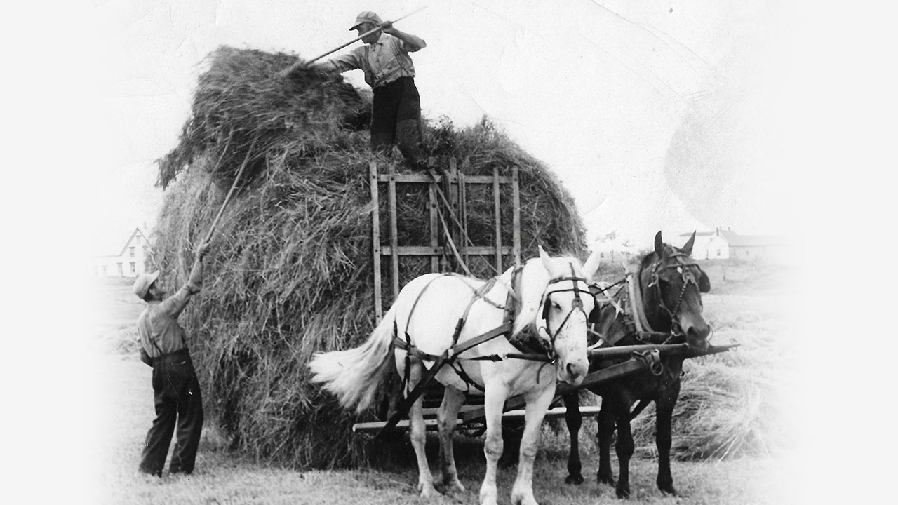 Brothers Clifford and Percy Ripley, haying
